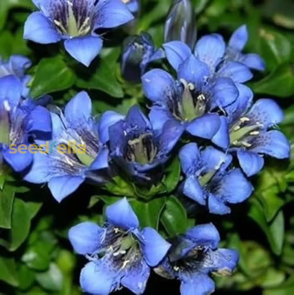 Blue Gentiana Dahurica Flower Seeds  Ideal For Spring Planting