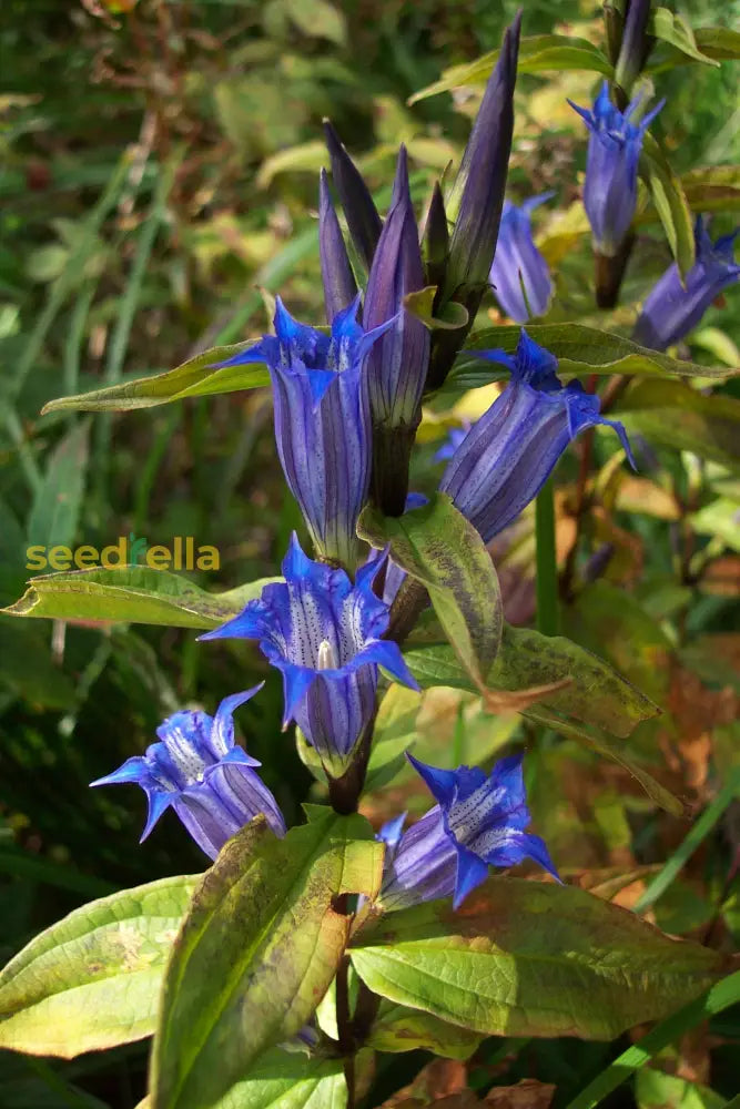 Blue Gentiana Sceptrum Flower Seeds For Planting