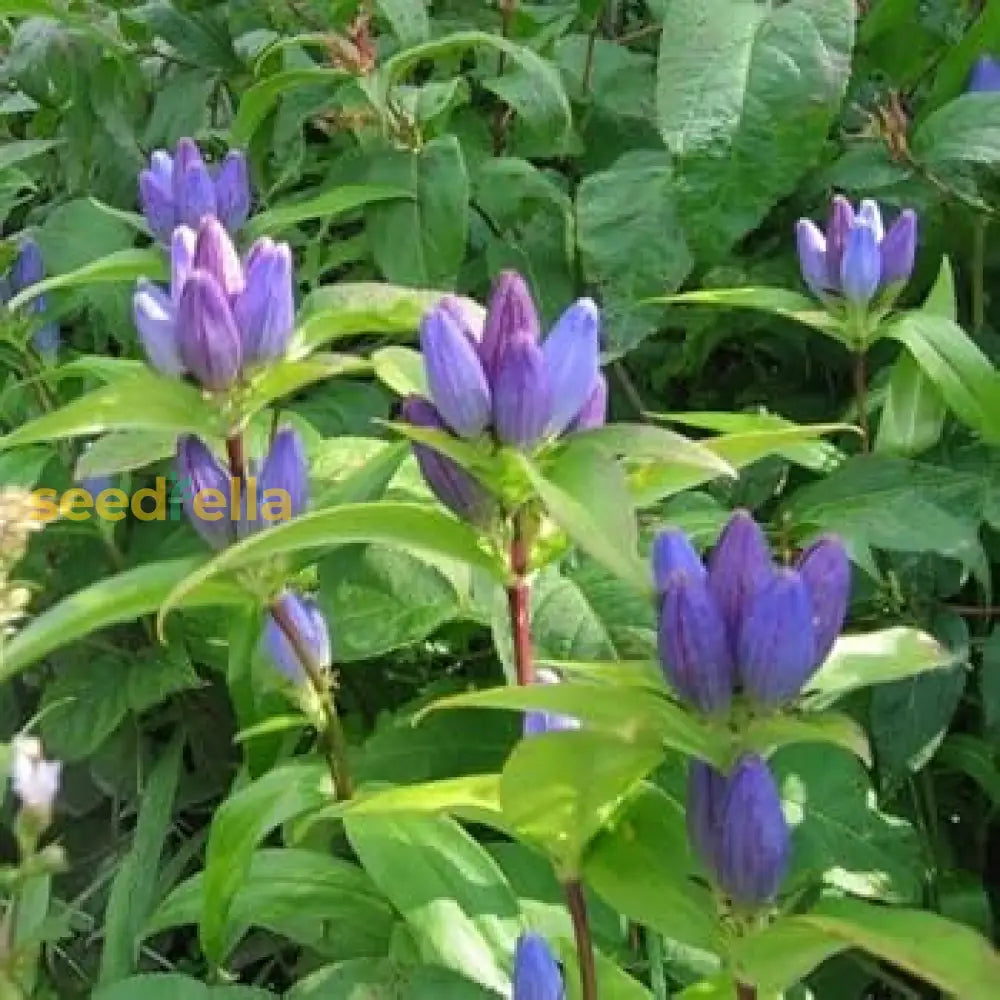 Blue Gentiana Triflora Seeds For Vibrant Planting Flower