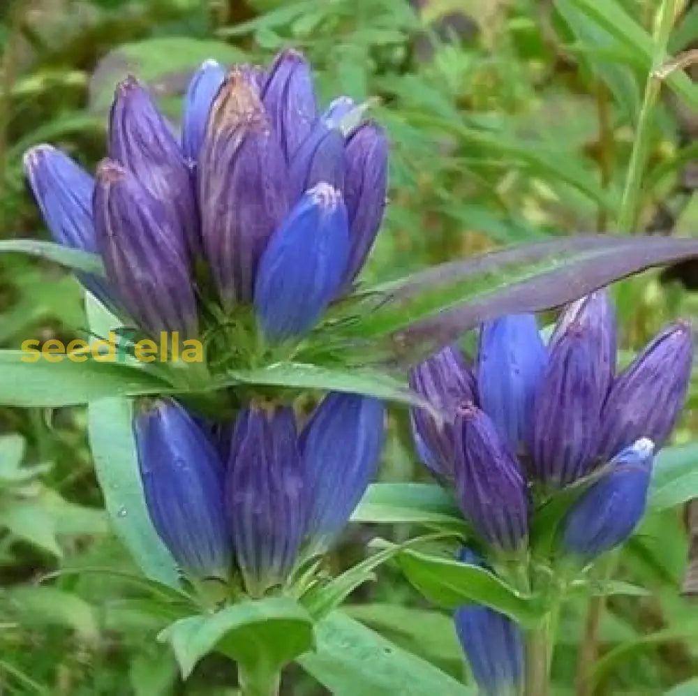 Blue Gentiana Triflora Seeds For Vibrant Planting Flower