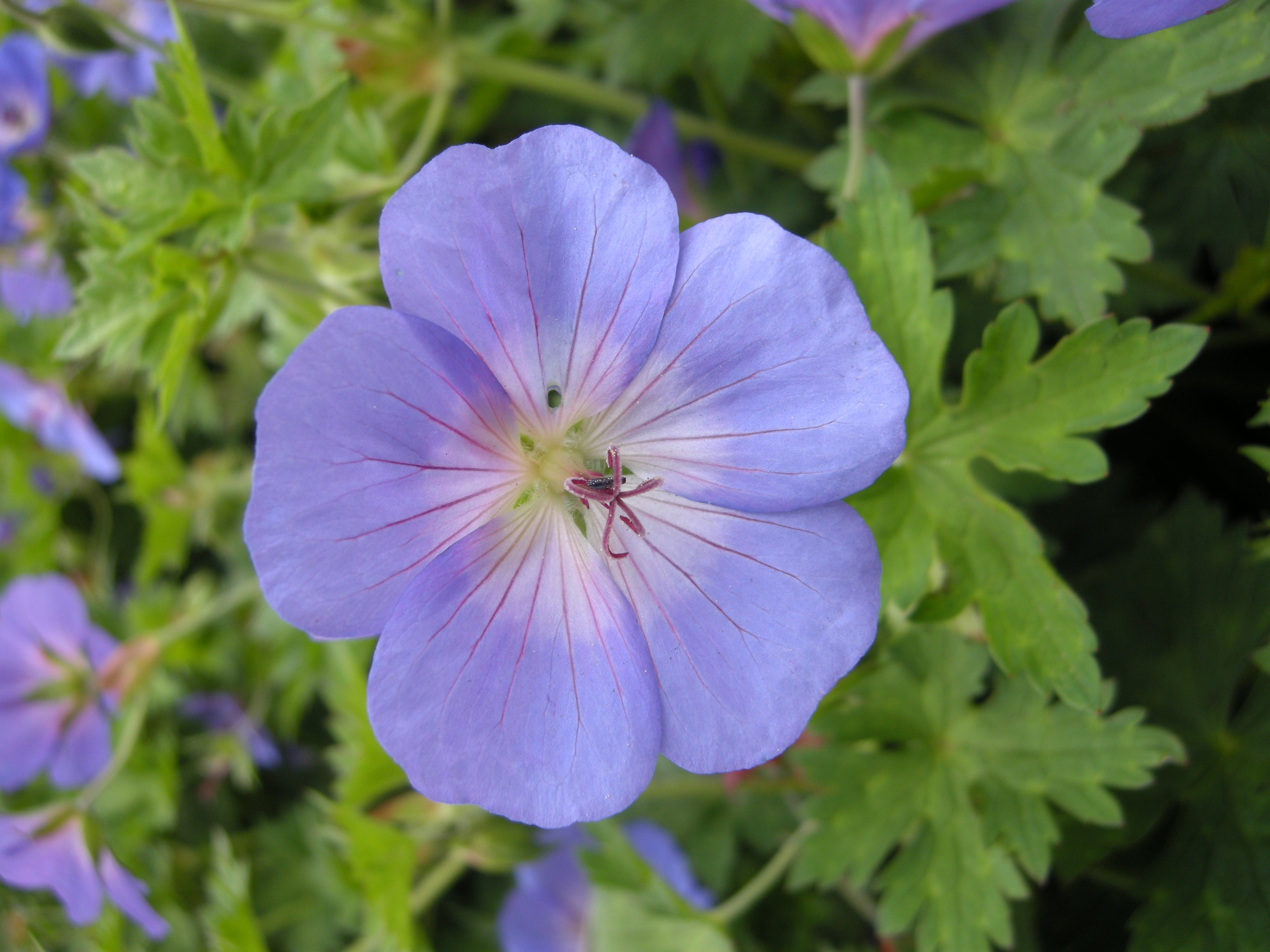 Blue Geranium Flowers Growing in a Cool-Climate Garden