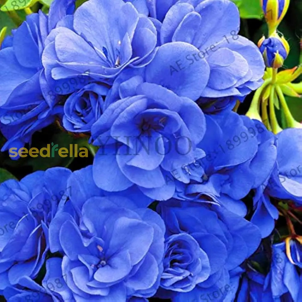 Blue Geranium Seeds For Planting - Beautiful Perennial Blooms Flower