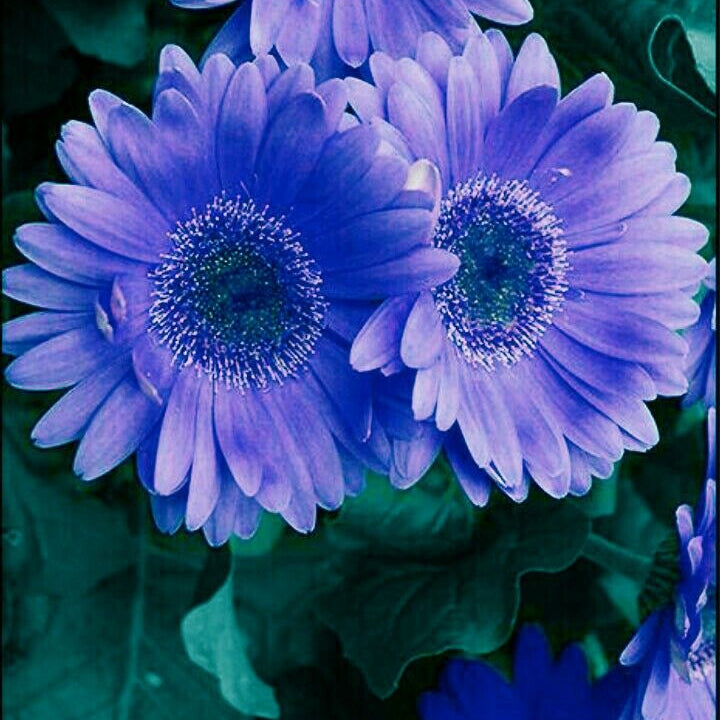 Fresh bouquet of blue Gerbera Daisies