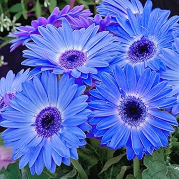 Blue Gerbera Daisies blooming in garden bed