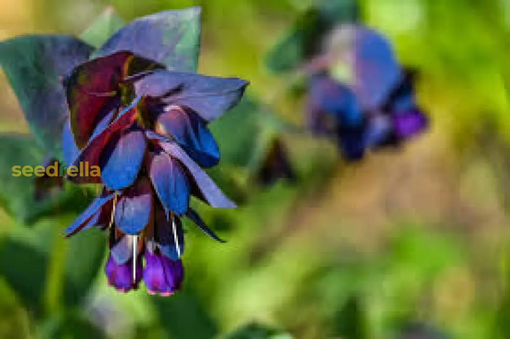 Blue Gibraltar Flower Seeds For Planting | Stunning Blooms Gardenâ€™