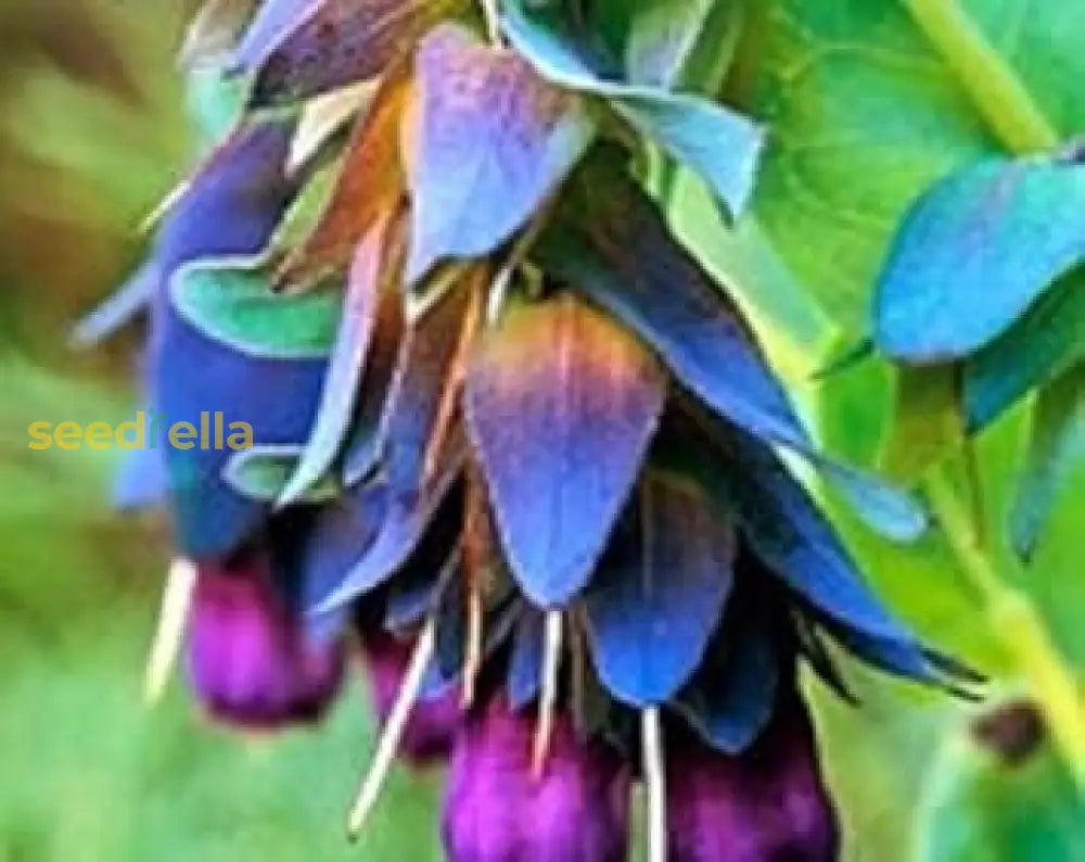 Blue Gibraltar Flower Seeds For Planting | Stunning Blooms Gardenâ€™