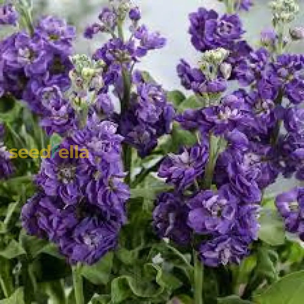 Blue Gilly Flower Seeds For Planting | Vibrant Blooms Gardens And Borders