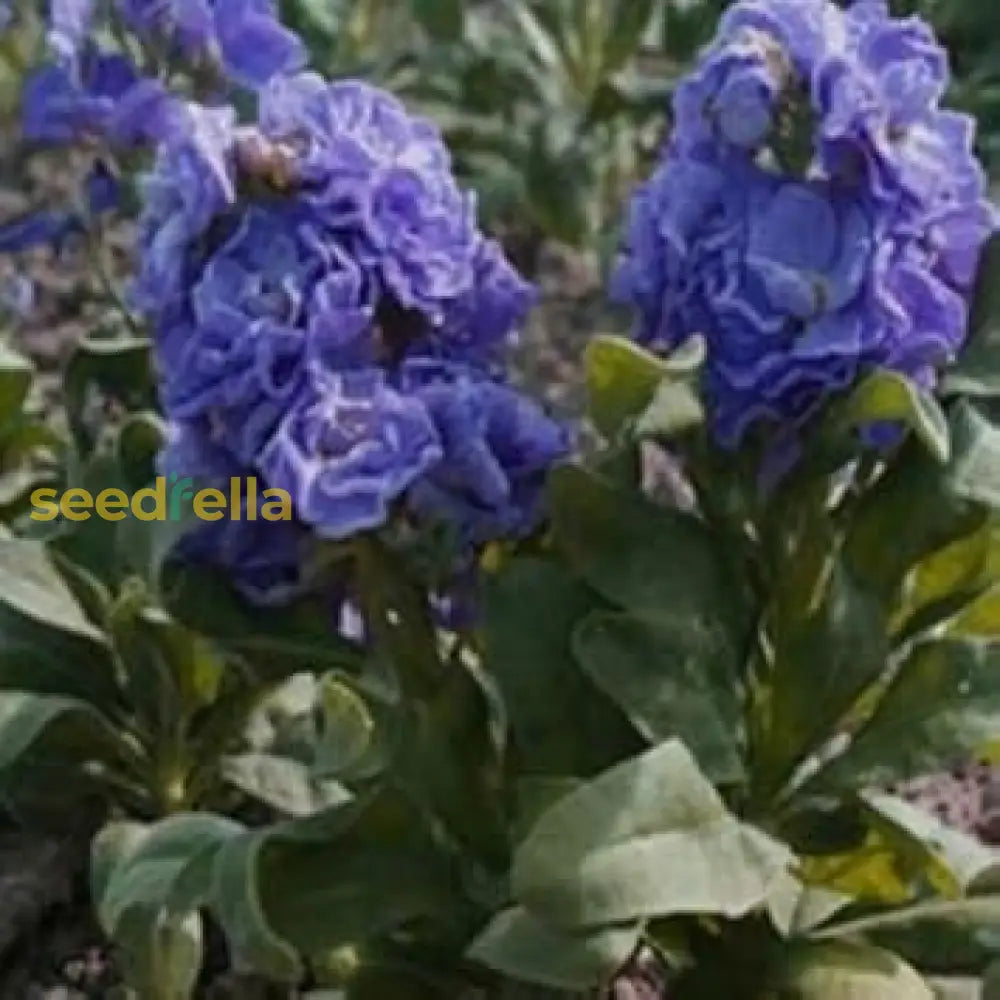 Blue Gilly Flower Seeds For Planting | Vibrant Blooms Gardens And Borders