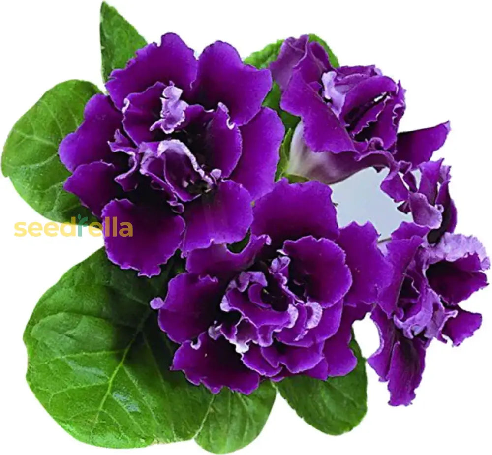 Blue Gloxinia Flower Seeds For Planting