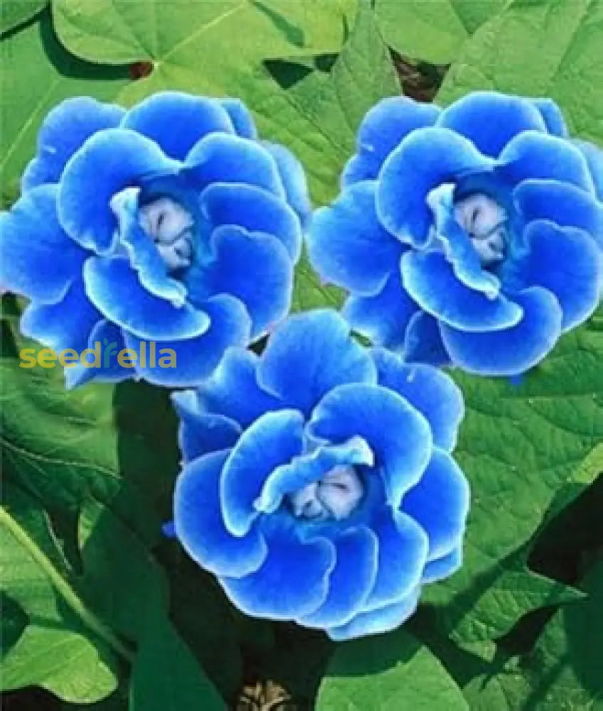 Blue Gloxinia Flower Seeds For Planting