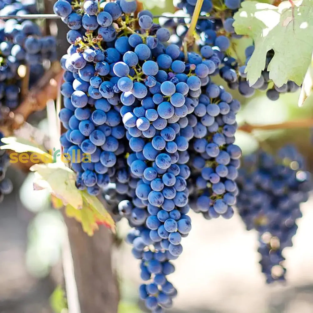 Fresh Blue Grapes Growing on a Vine
