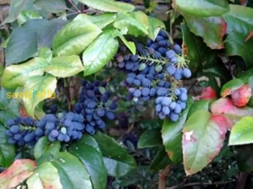 Blue Grape Fruit Planting Seeds For Home Gardens