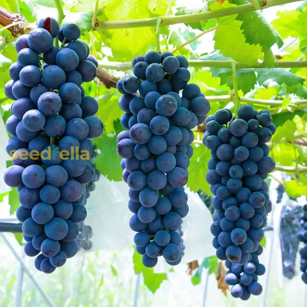 Blue Grape Seeds For Planting - Easy Growing Instructions Included Fruit