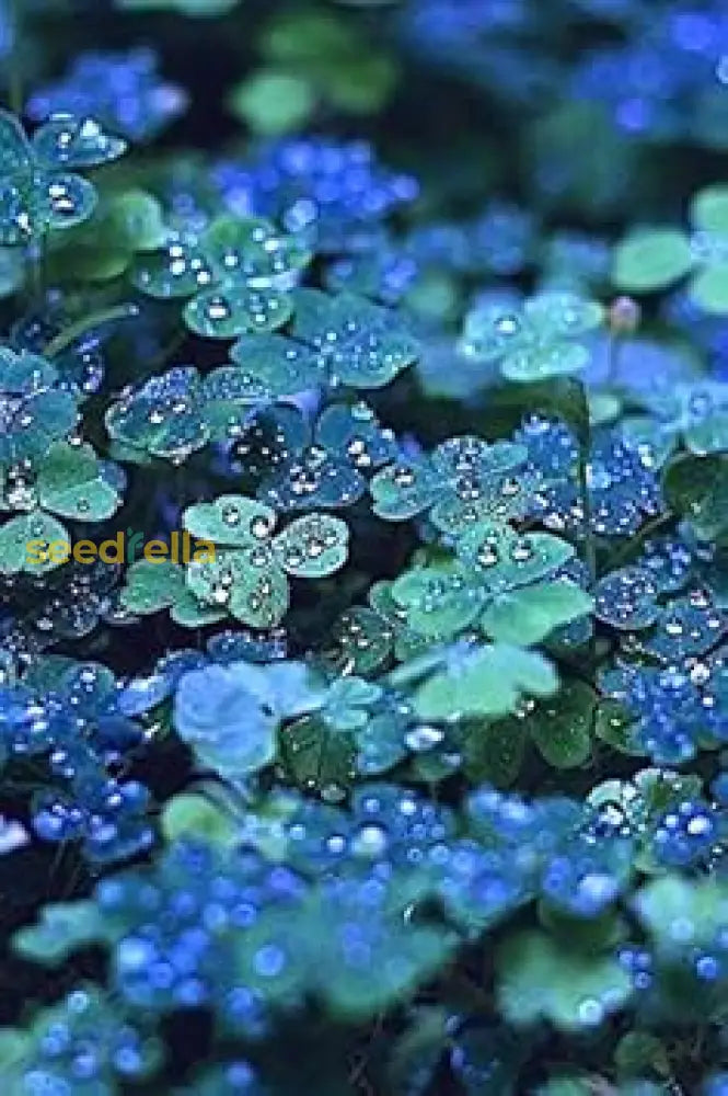 Blue Green Clover Plant Seeds For Easy Planting