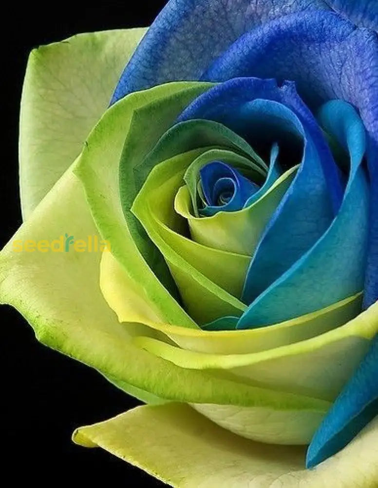 Blue Green Rose Flower Seeds For Planting