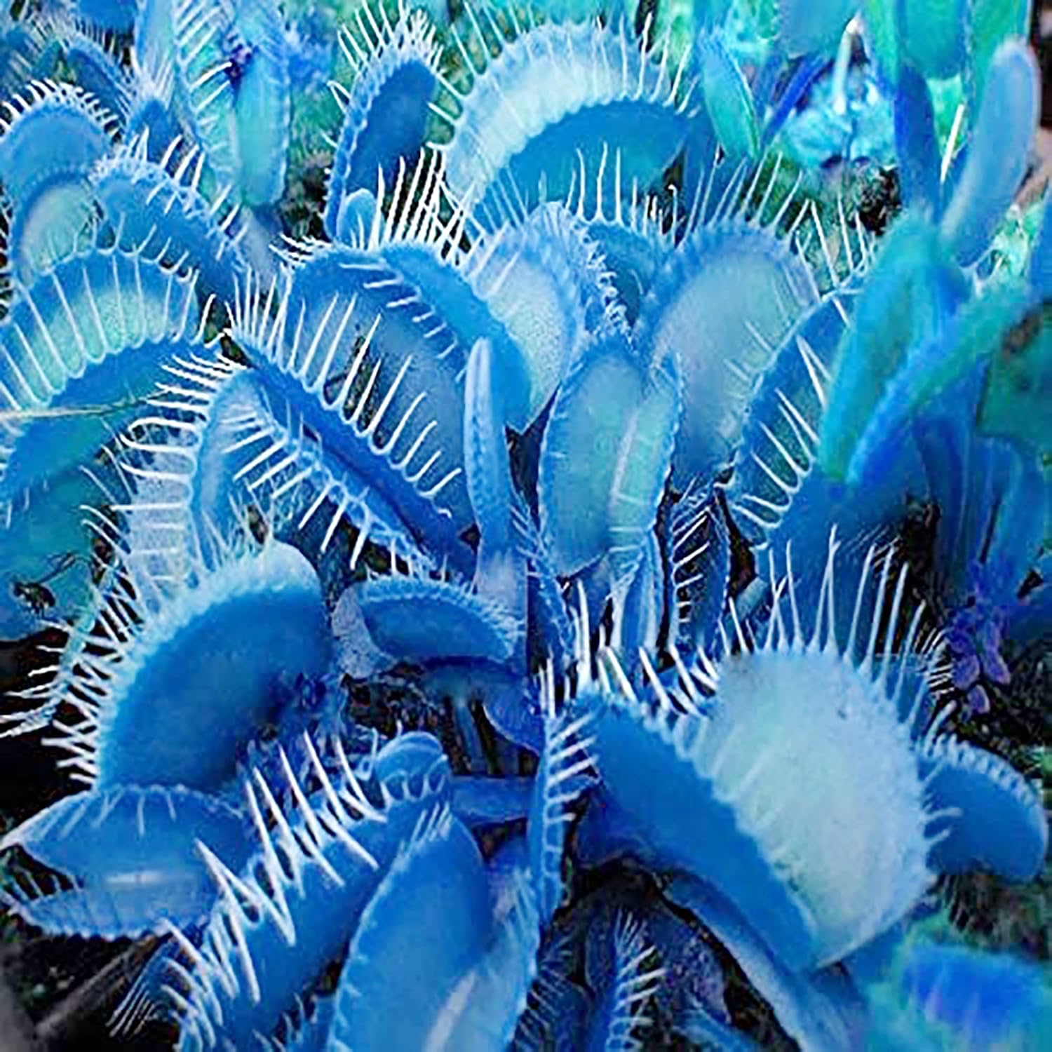 Blue green Venus Flytrap seeds for planting