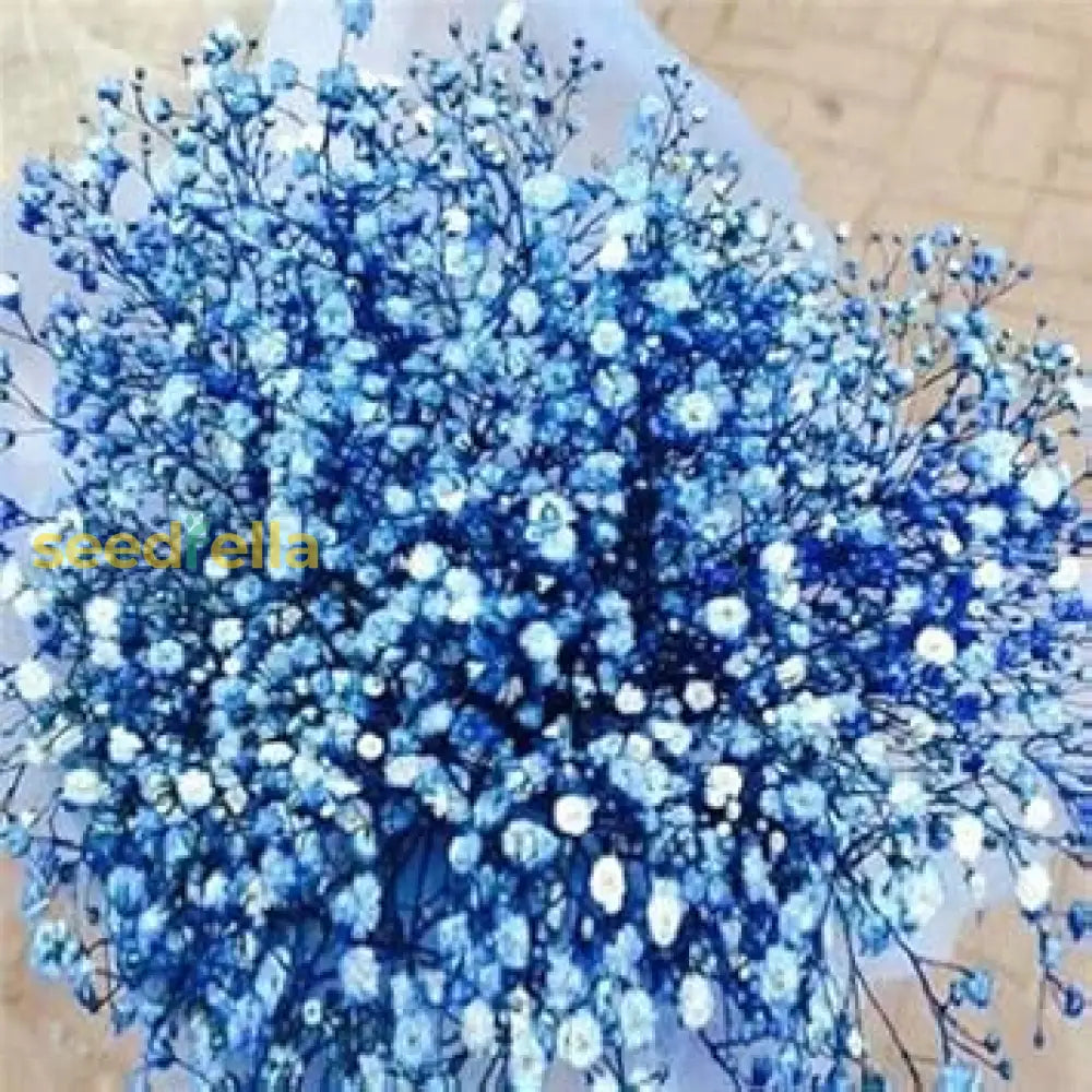 Blue Gypsophila Seeds For Planting - Beautiful Flowering Plant Flower