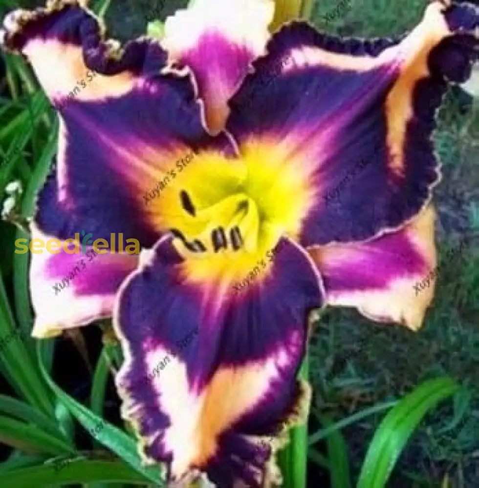 Blue Hemerocallis Flower Planting Seeds - 100 Pcs