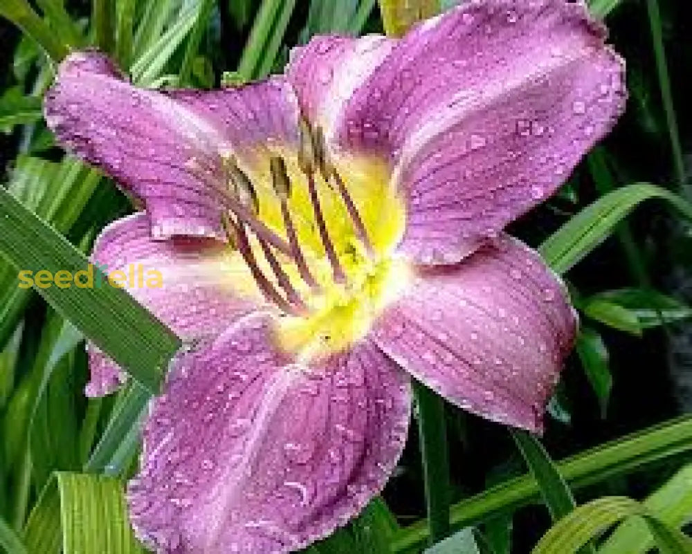 Blue Hemerocallis Flower Planting Seeds - 100 Pcs