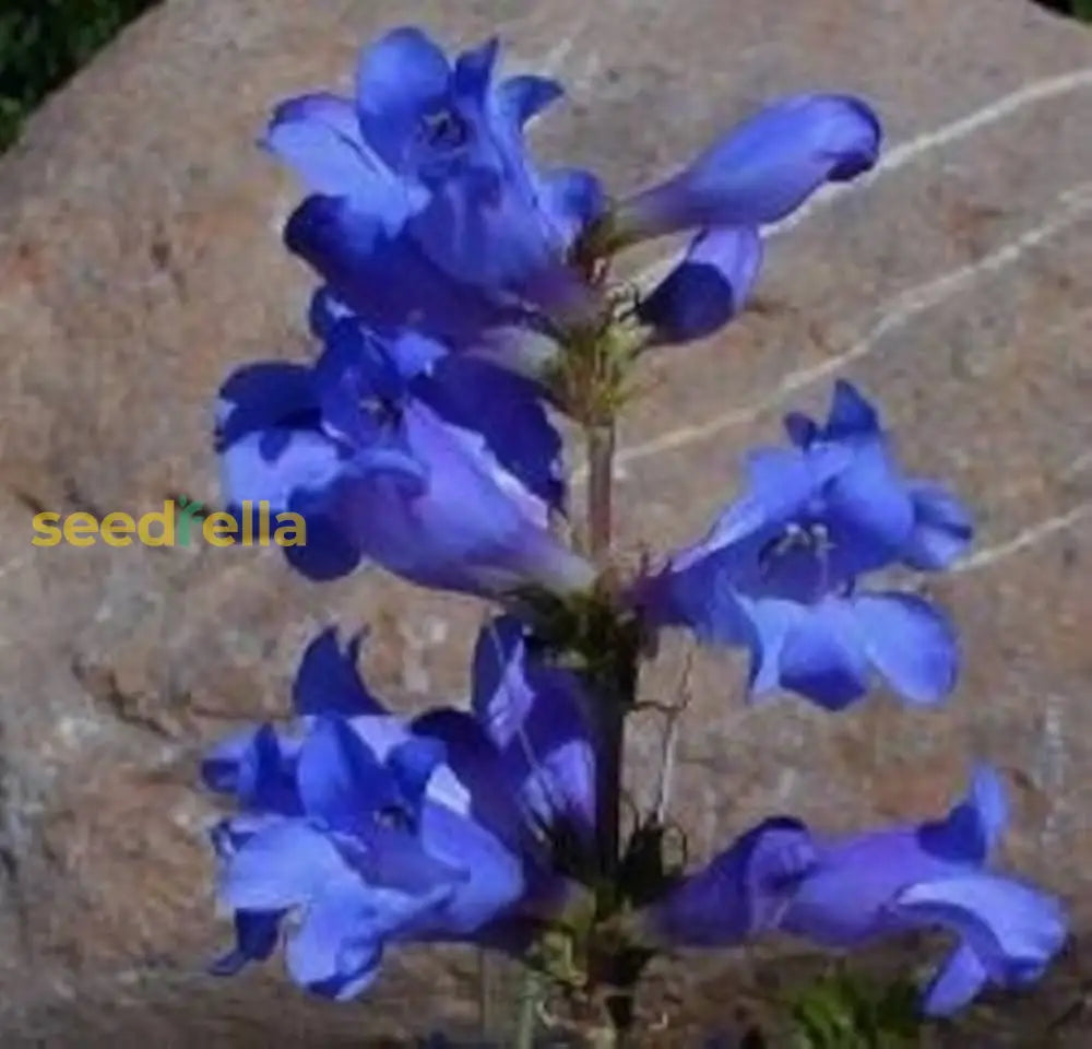 Blue Heterophyllus Planting Seeds - Premium Quality For Gardening Flower