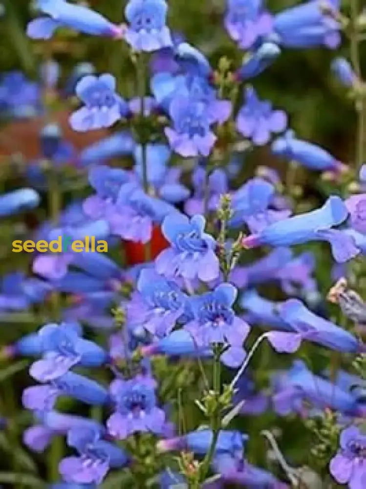 Blue Heterophyllus Planting Seeds - Premium Quality For Gardening Flower