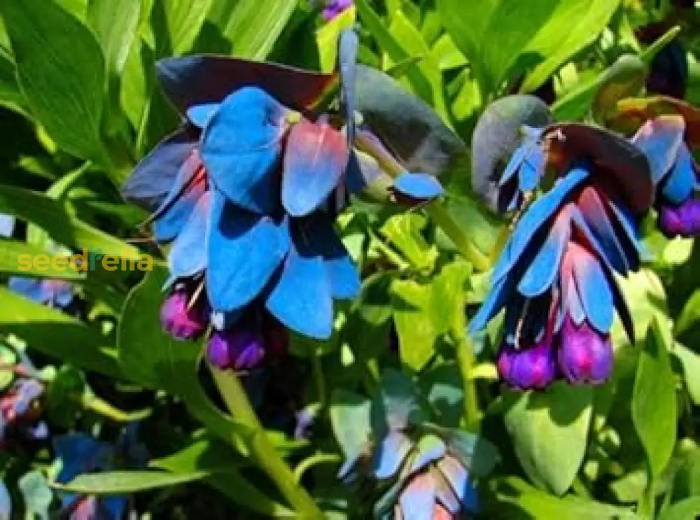 Blue Honeywort Seeds For Planting - Easy To Grow Flower