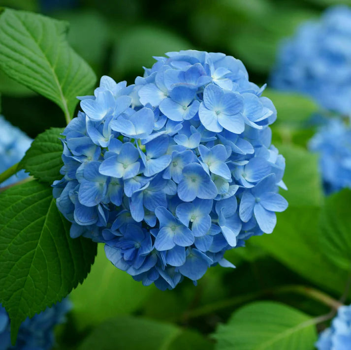 Blue Hydrangea Seeds for Planting