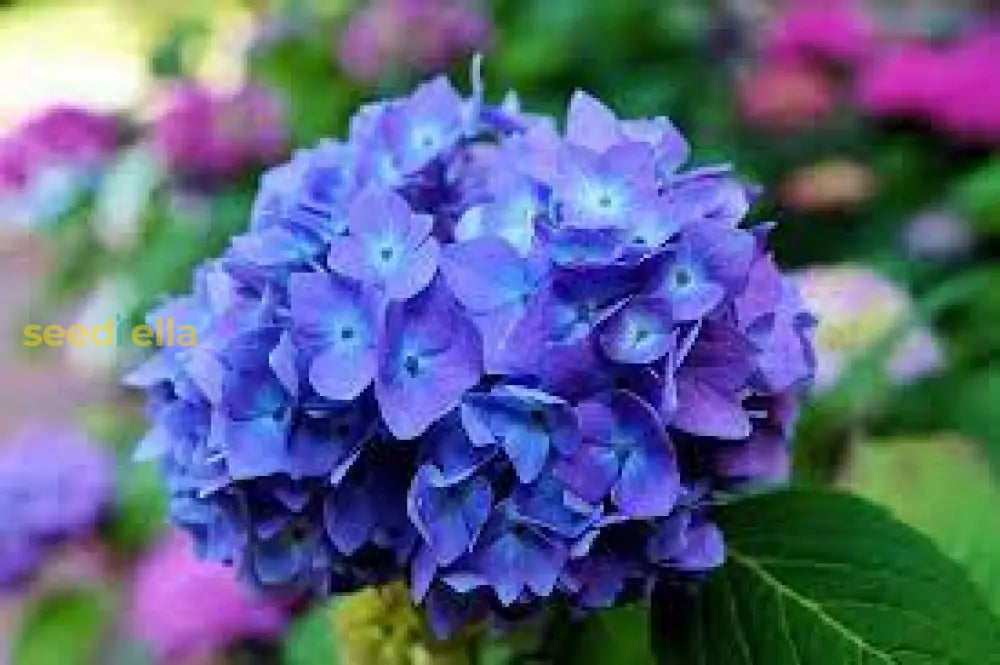 Blue Hydrangea Seeds For Lush Planting