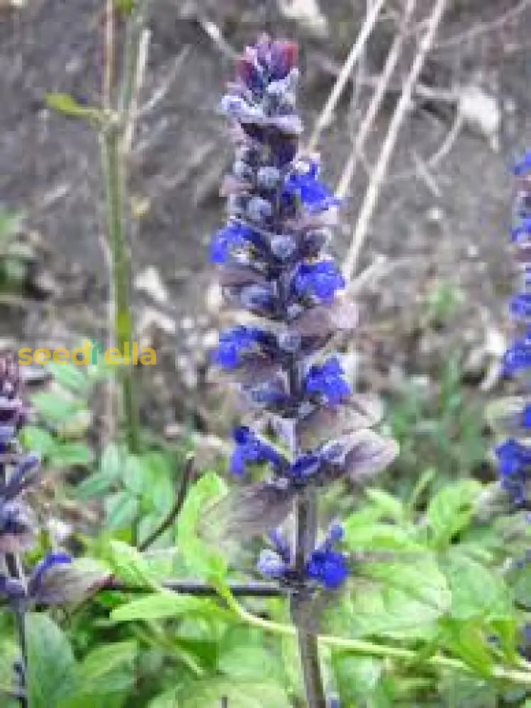 Blue Hyssop Flower Seeds For Easy Planting