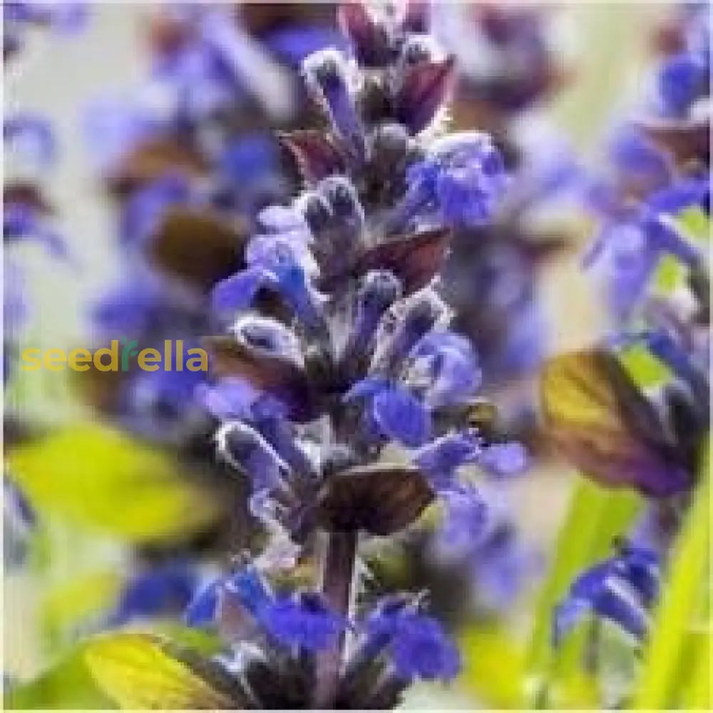 Blue Hyssop Flower Seeds For Easy Planting