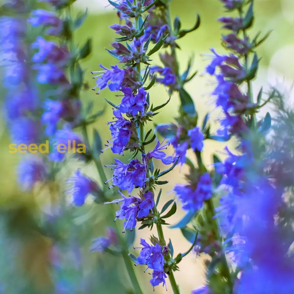 Blue Hyssop Plant Seeds: Quick Planting Guide