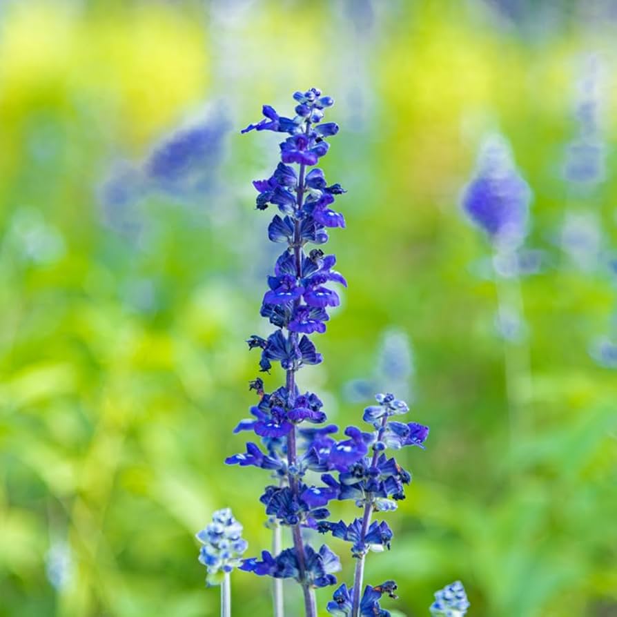 Blue Hyssop Seeds Planting and Growing Guide