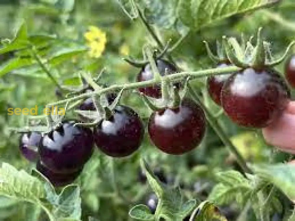 Blue Indigo Rose Tomato Seeds For Planting Vegetable Seeds