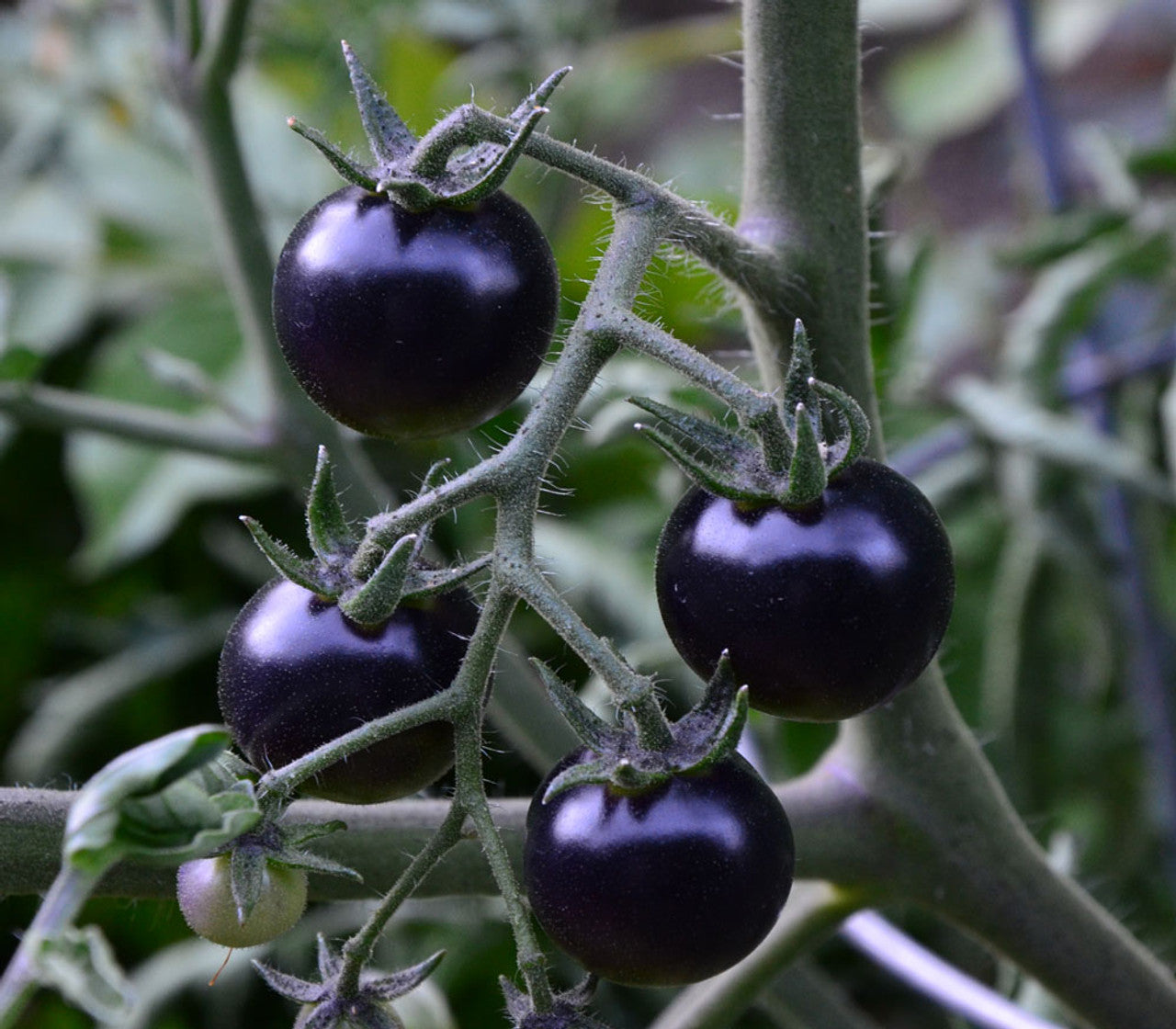 Blue Indigo Rose tomato seeds for planting home garden