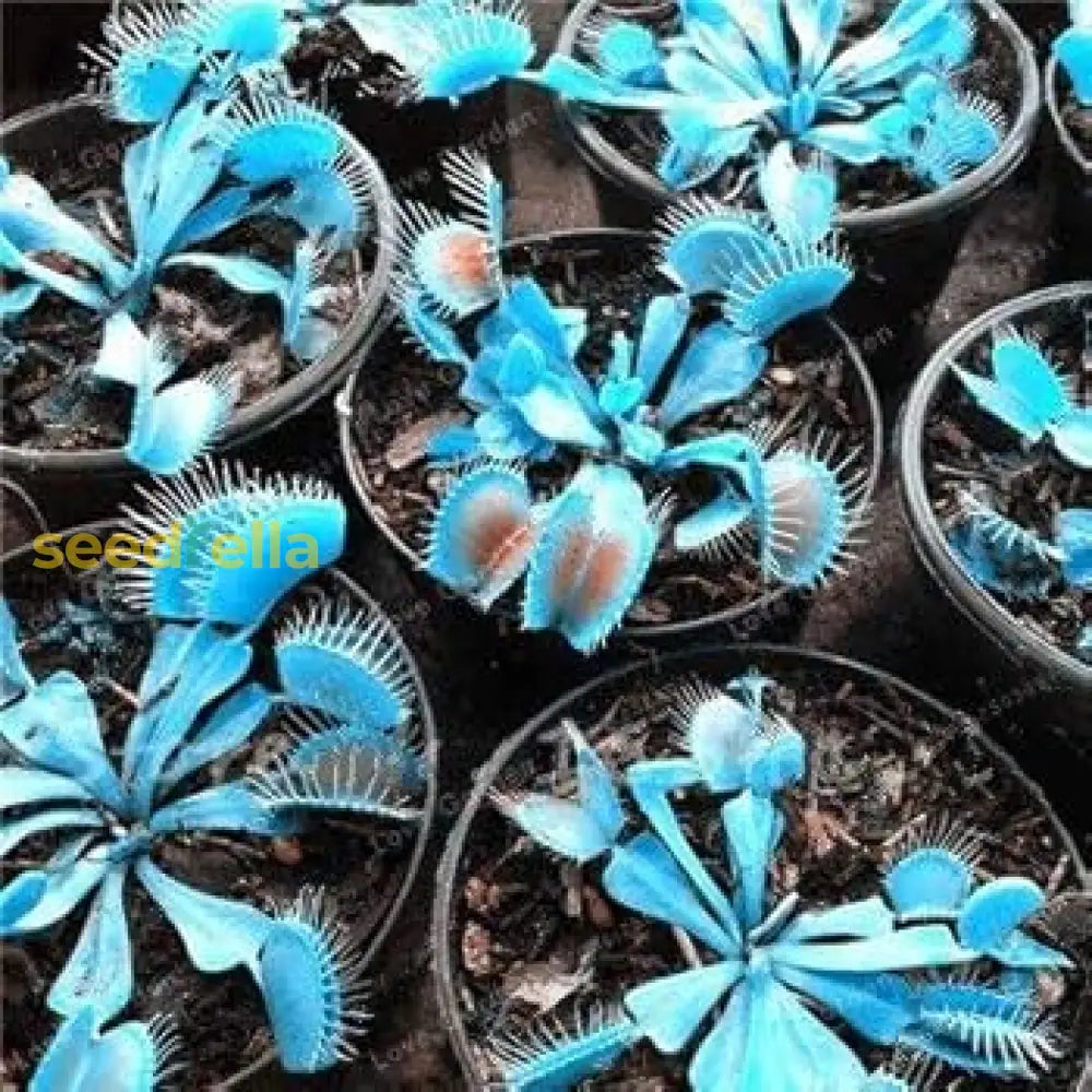 Blue Insectivorous Plant Seeds For Planting Guide Flower