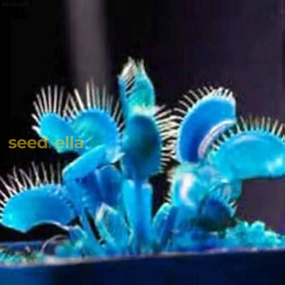 Blue Insectivorous Plant Seeds For Planting Guide Flower