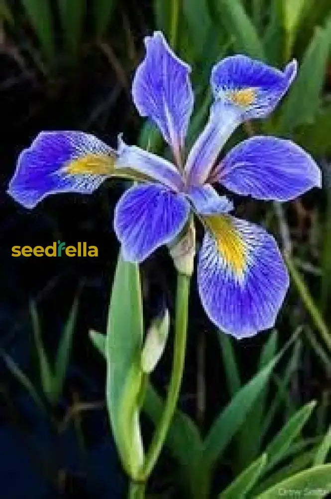 Blue Iris Seeds For Planting Flower