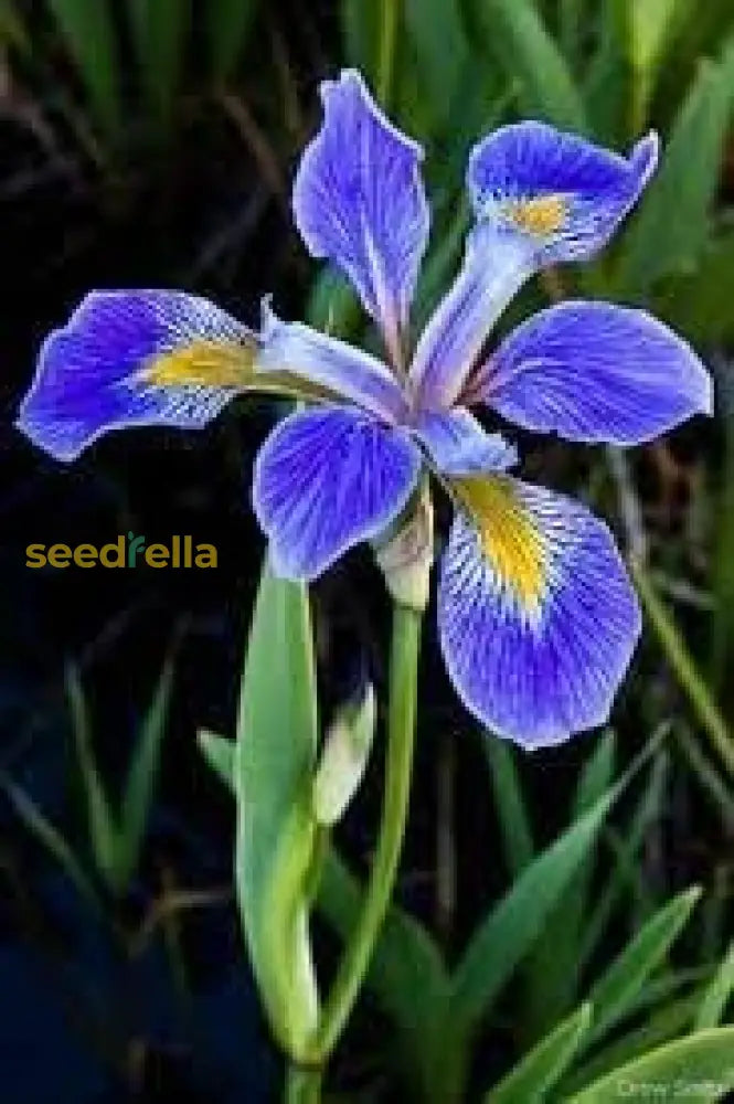 Blue Iris Seeds For Planting Flower