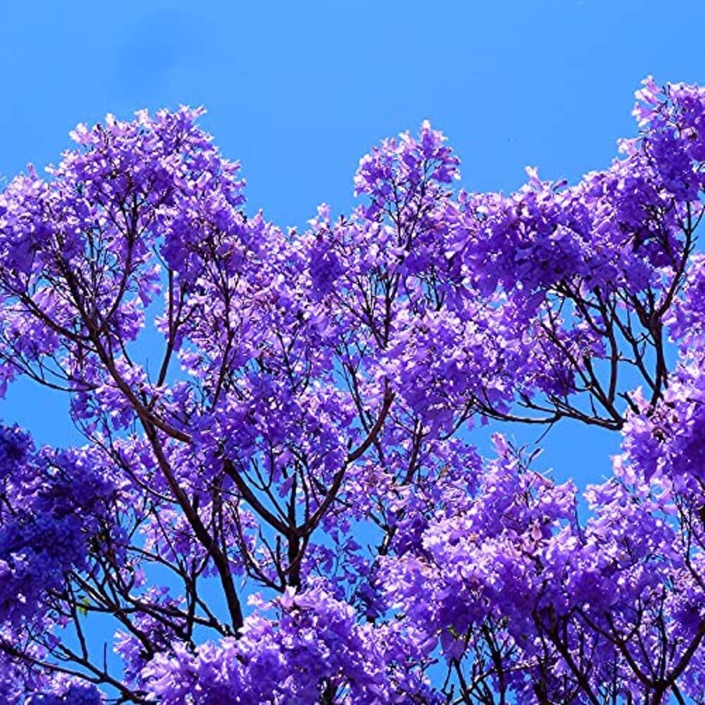 Blue Jacaranda seedlings sprouting in soil