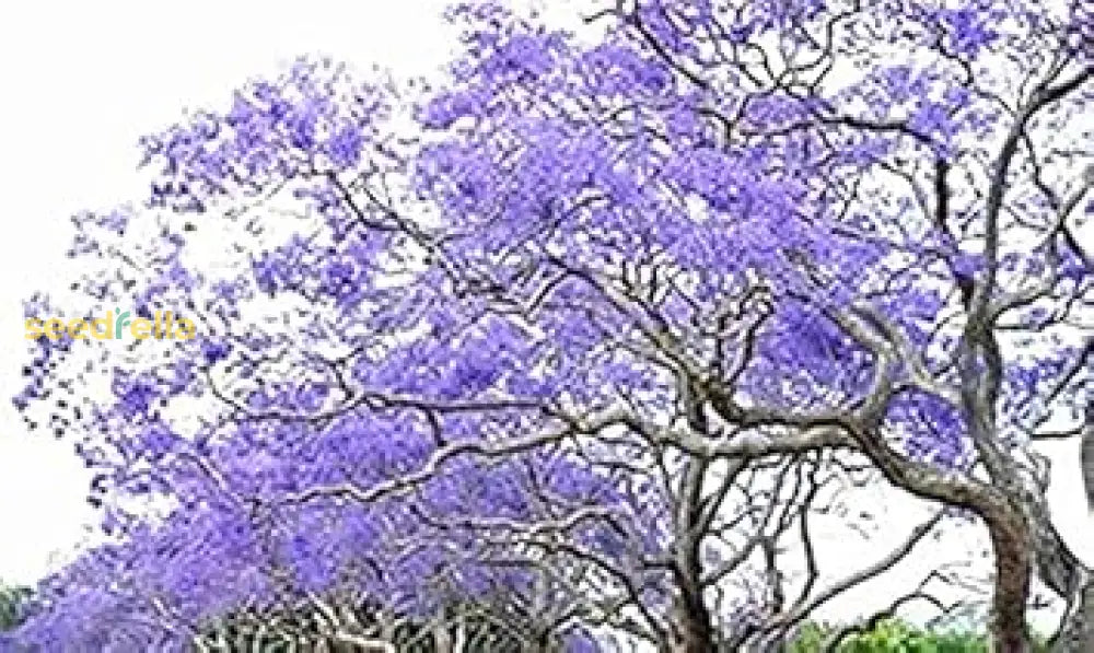 Blue Jacaranda Seeds For Planting Flower