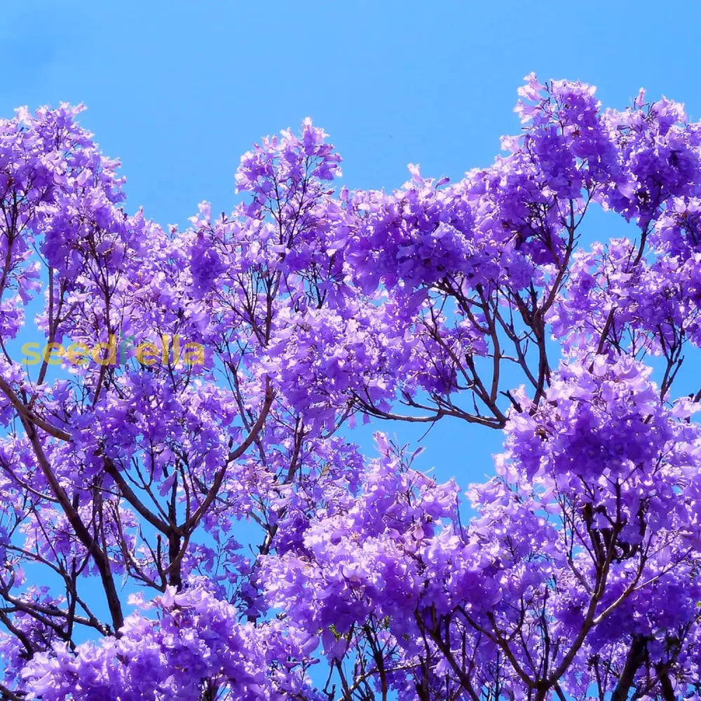 Blue Jacaranda Seeds Mimosifolia Stunning Ornamental Tree Vibrant Flowers Drought Tolerant