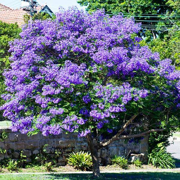 Blue Jacaranda seeds for planting non GMO