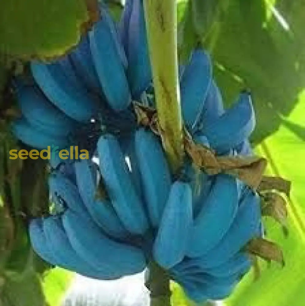 Blue Java Banana Seeds for Planting Tropical Banana Plants