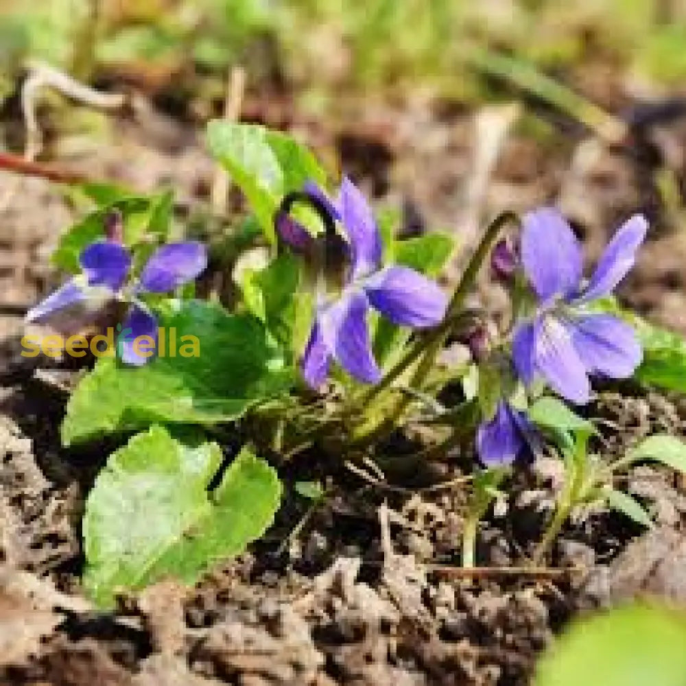 Blue Jump Up Flower Seeds For Planting