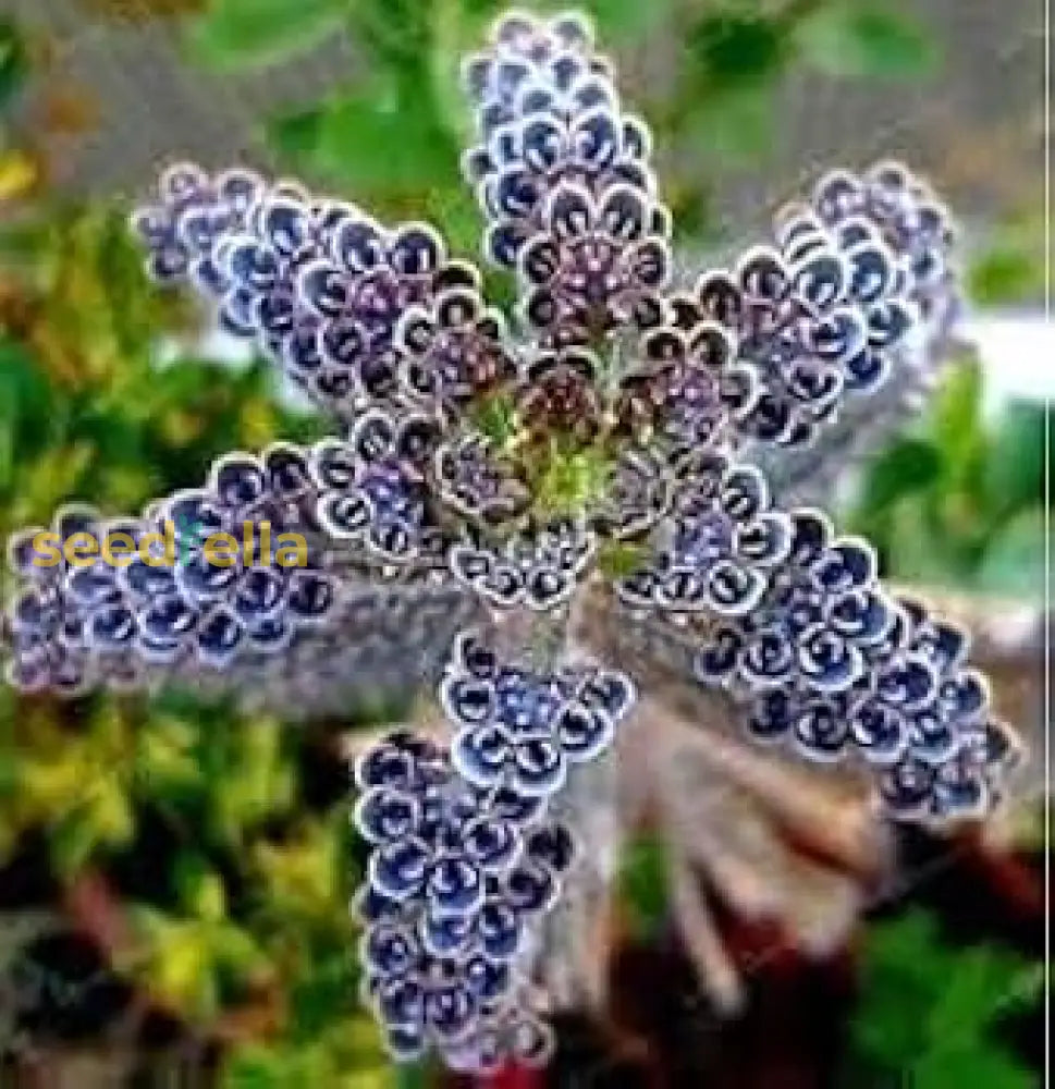 Blue Kalanchoe Delagoensis Seeds For Easy Planting Flower