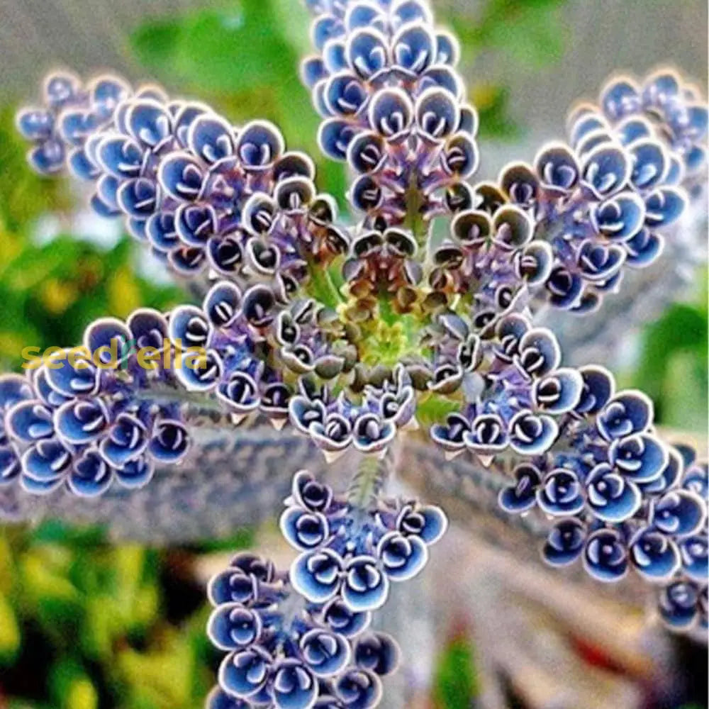 Blue Kalanchoe Delagoensis Seeds For Easy Planting Flower