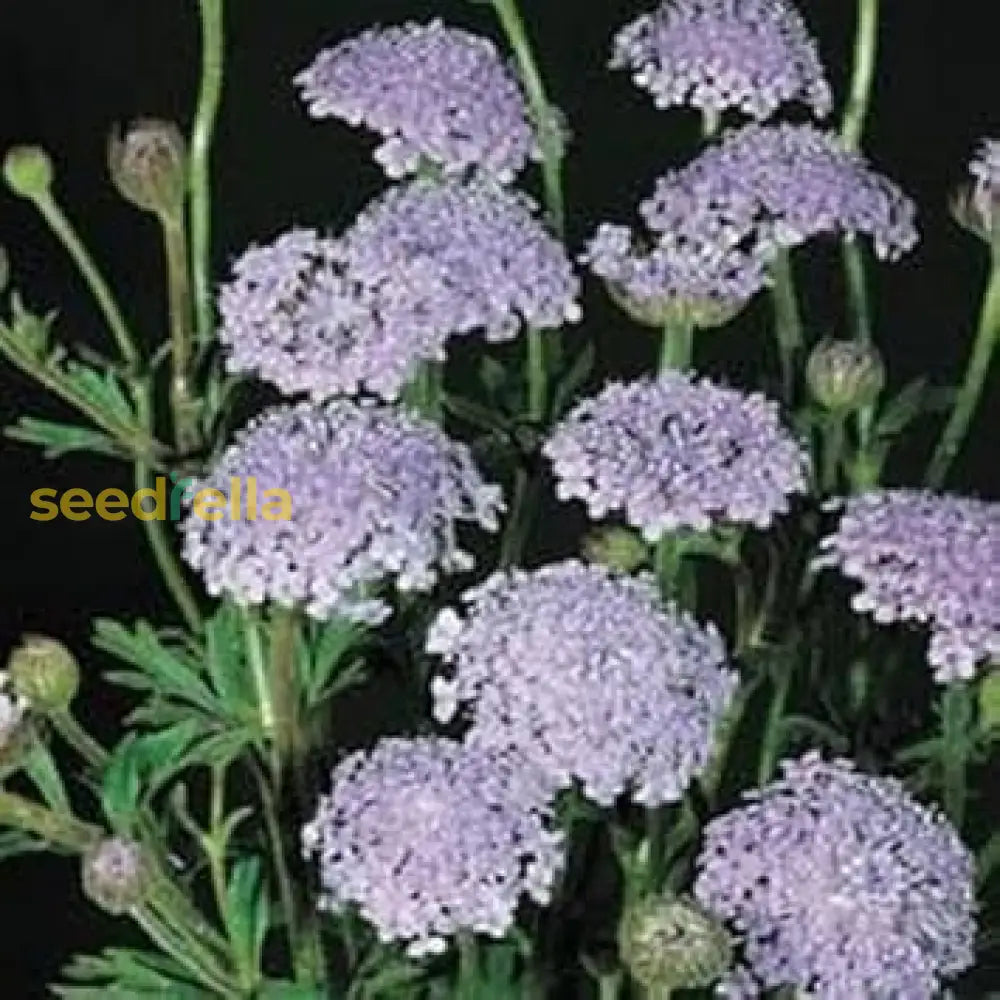 Blue Lace Flower Seeds For Planting