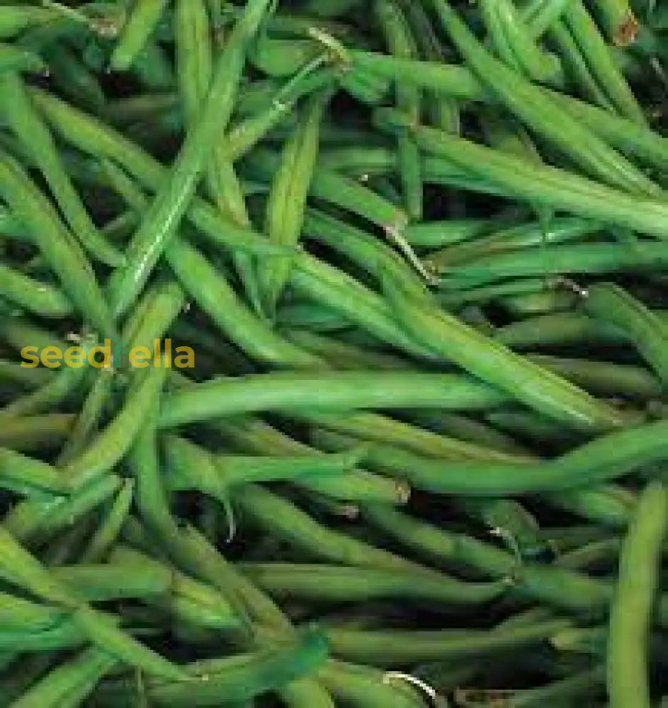 Blue Lake Pole Bean Seeds For Planting Vegetable Seeds