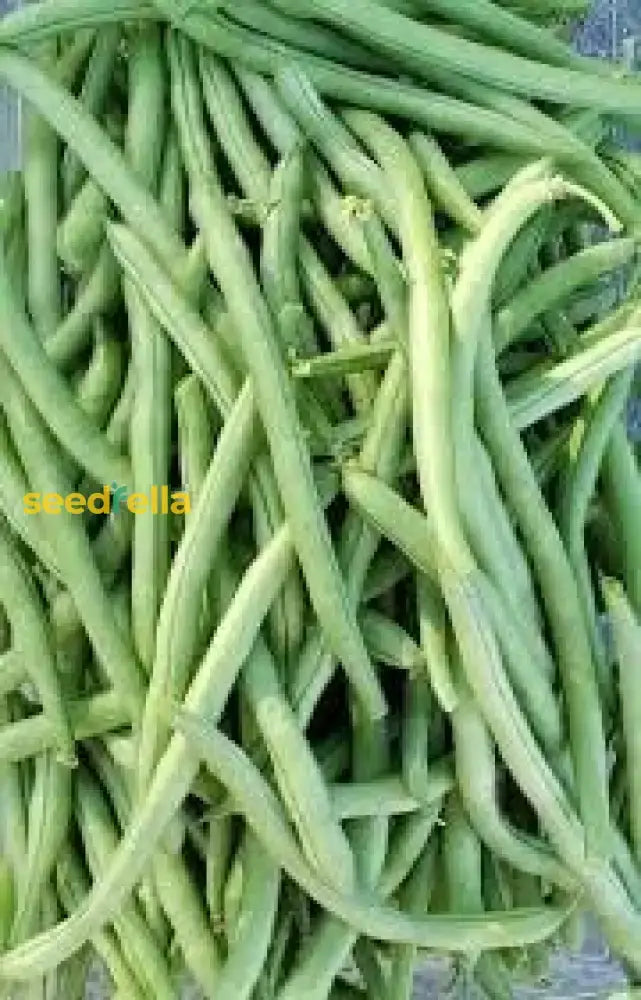 Blue Lake Pole Bean Seeds For Planting Vegetable Seeds