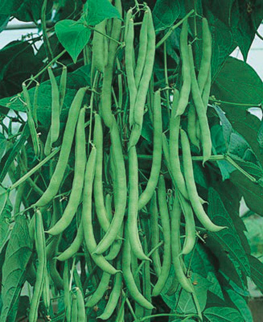 Blue Lake Pole Bean seeds for planting